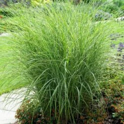 Morning Light Miscanthus Grass