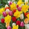 All In One Tulip & Daffodil Mix