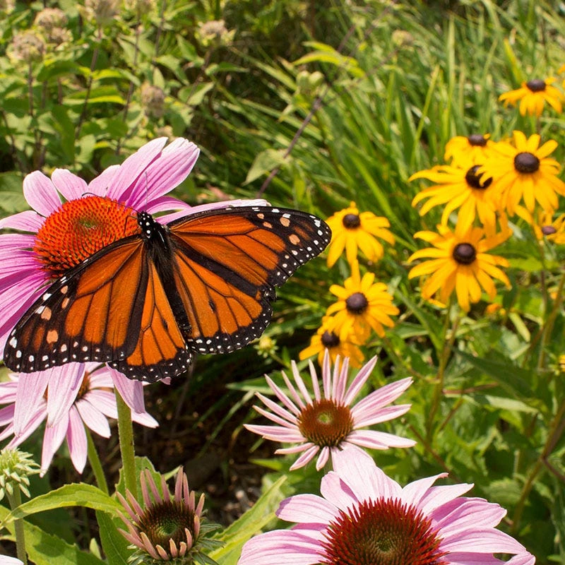 Buzz & Flutter Pollinator Wildflower Seed Collection - Image 5