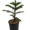 Monkey Puzzle Tree - Araucaria Araucana - Chile Pine - Gallon Pot - Indoors/Out
