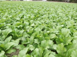 Carolina Broadleaf Mustard