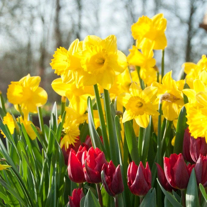 Dutch Master Trumpet Daffodil - Image 4