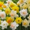 Trumpet Daffodil Mix