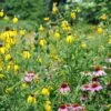 Native Midwest Wildflower Seed Mix