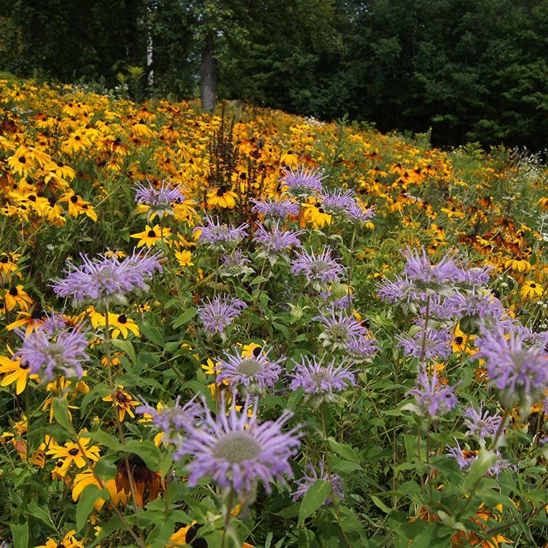 Native Northeast Wildflower Seed Mix - Image 7
