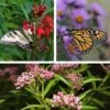 Native Pollinator Pit Stop Plant Collection