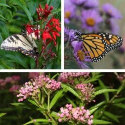 Native Pollinator Pit Stop Plant Collection