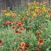 Native Southeast Wildflower Seed Mix
