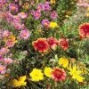 Native Northeast Wildflower Seed Mix