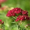 New Vintage™ Red Yarrow