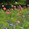 Northeast Pollinator Wildflower Seed Mix