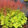 Northern Exposure™ Lime Coral Bells