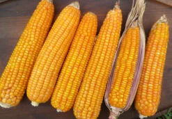 Nalo Orange Flint Corn