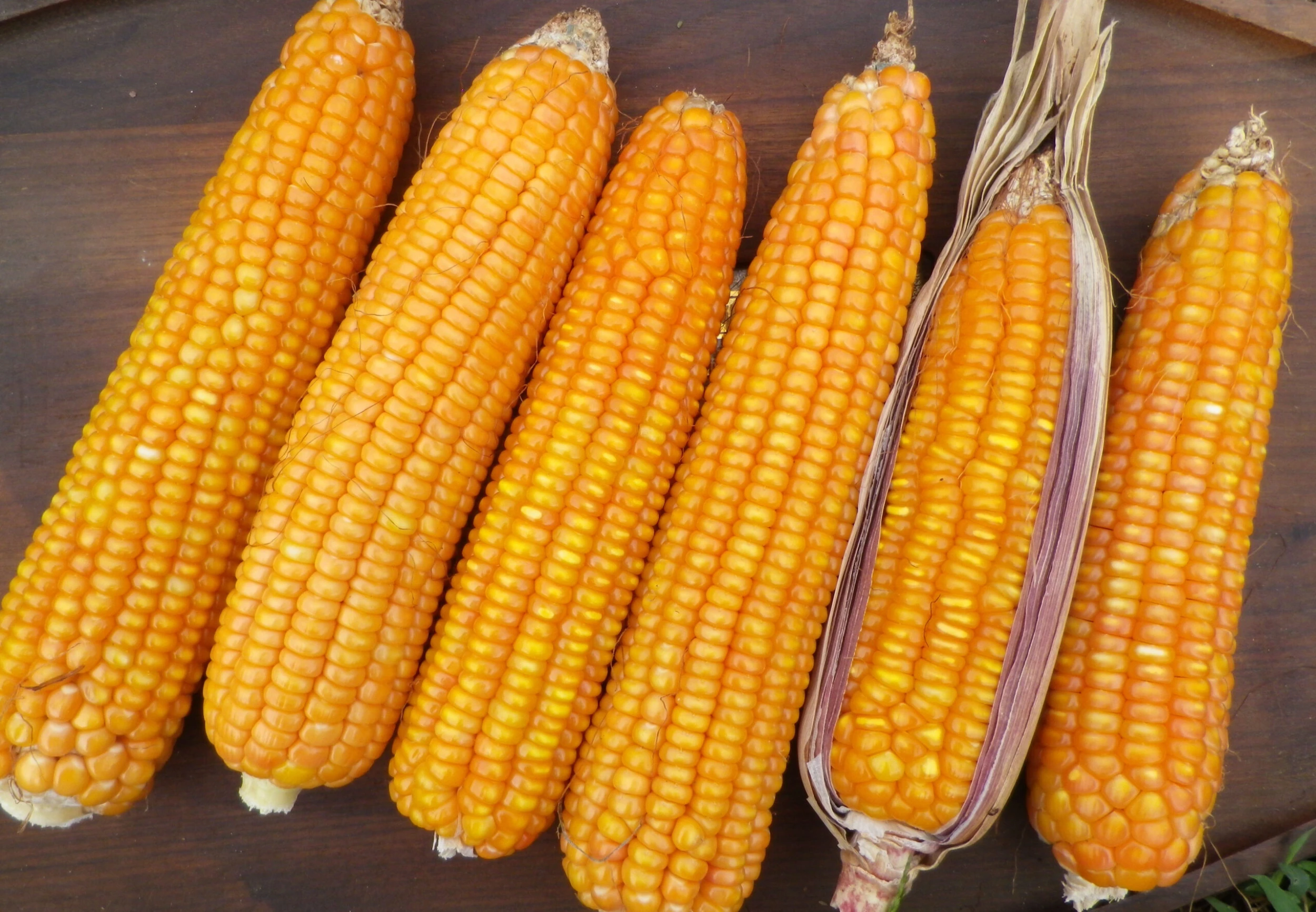 Nalo Orange Flint Corn