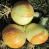 New York Early Dry Bulb Onion