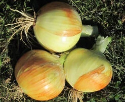 New York Early Dry Bulb Onion