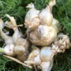 Egyptian Walking Onion, Heirloom White (Heritage Sweet White Topsetting Onions)