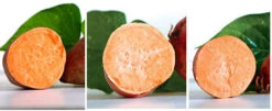 Sweet Potato Collection, 3 Orange Varieties