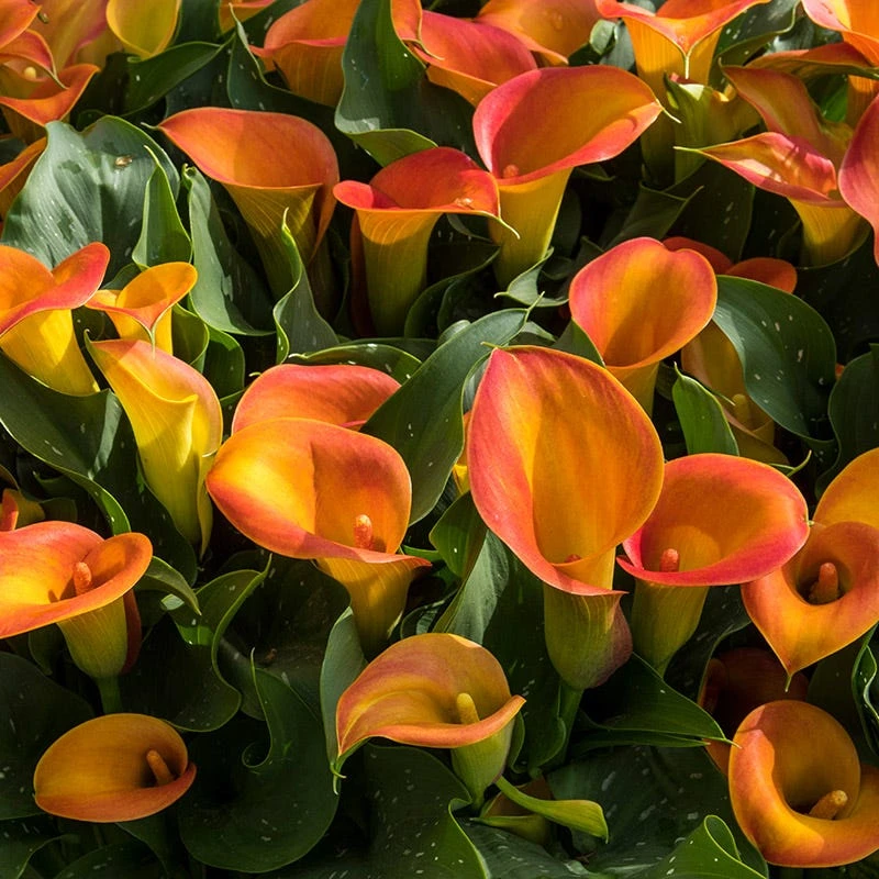 Orange Pitcher Calla Lily - Image 3