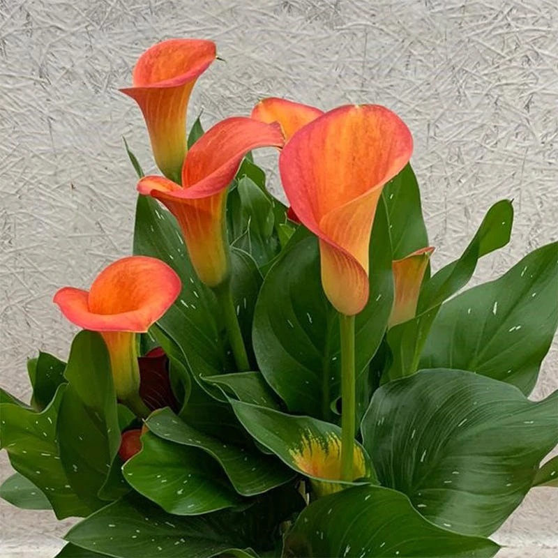 Orange Pitcher Calla Lily - Image 2