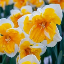 Orangery Butterfly Daffodil