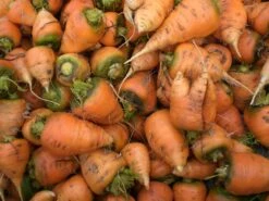 Oxheart Carrots