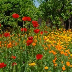 Pacific Northwest Pollinator Wildflower Seed Mix