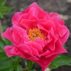 Paula Fay Peony