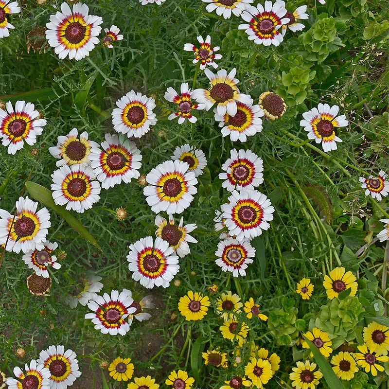 Painted Daisy Seeds - Image 2