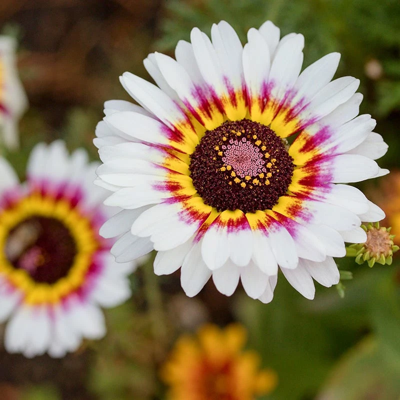 Painted Daisy Seeds - Image 13