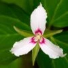 Painted Trillium