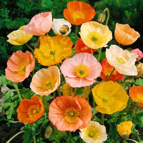 Iceland Poppy Seeds - Image 4