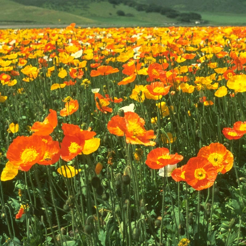 Iceland Poppy Seeds - Image 5