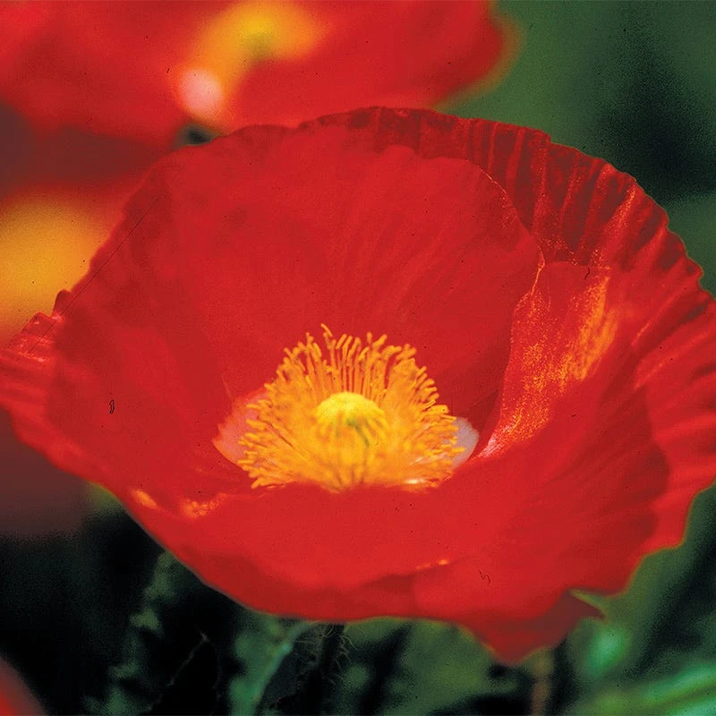 Iceland Poppy Seeds - Image 3