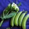 Sugar Ann Dwarf Snap Pea