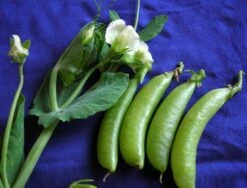 Sugar Ann Dwarf Snap Pea