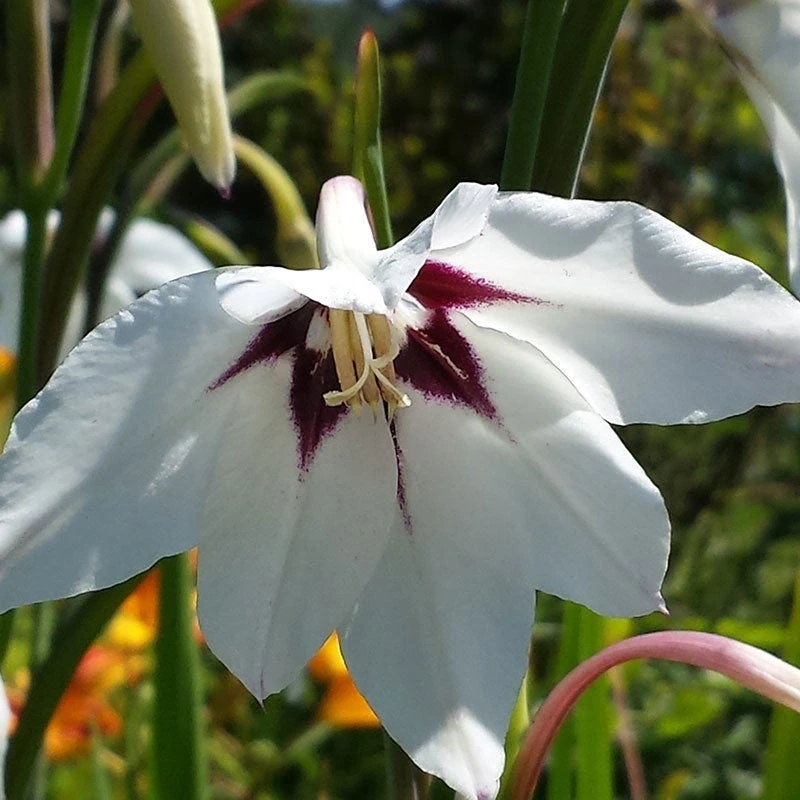Peacock Orchid - Image 2