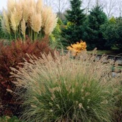 Hameln Fountain Grass