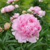Sarah Bernhardt Peony