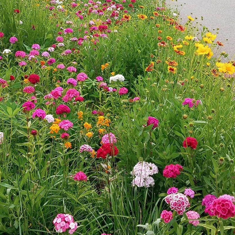 Perennial Curb Appeal Wildflower Seed Mix - Image 7