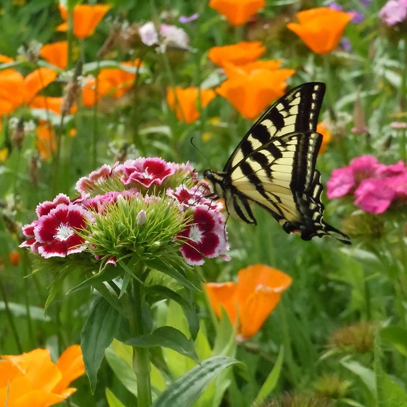 Perennial Curb Appeal Wildflower Seed Mix - Image 4