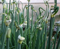 Egyptian Walking Onion (Tree Onion)