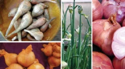 Perennial Onion Sampler