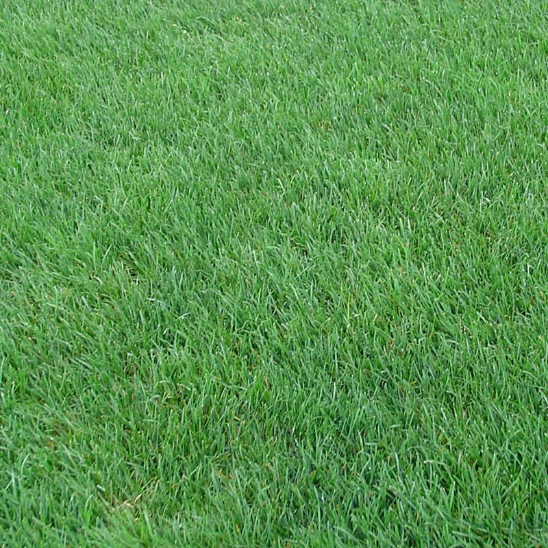 Perennial Rye Grass Seeds - Image 7