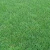 Perennial Rye Grass Seeds