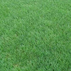 Perennial Rye Grass Seeds