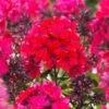 Starfire Phlox