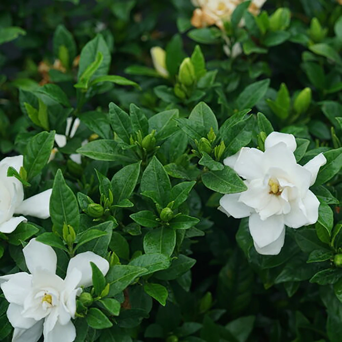 Pillow TalkĀ® Gardenia Jasminoides - Proven Winners - 4" Pot - Image 2