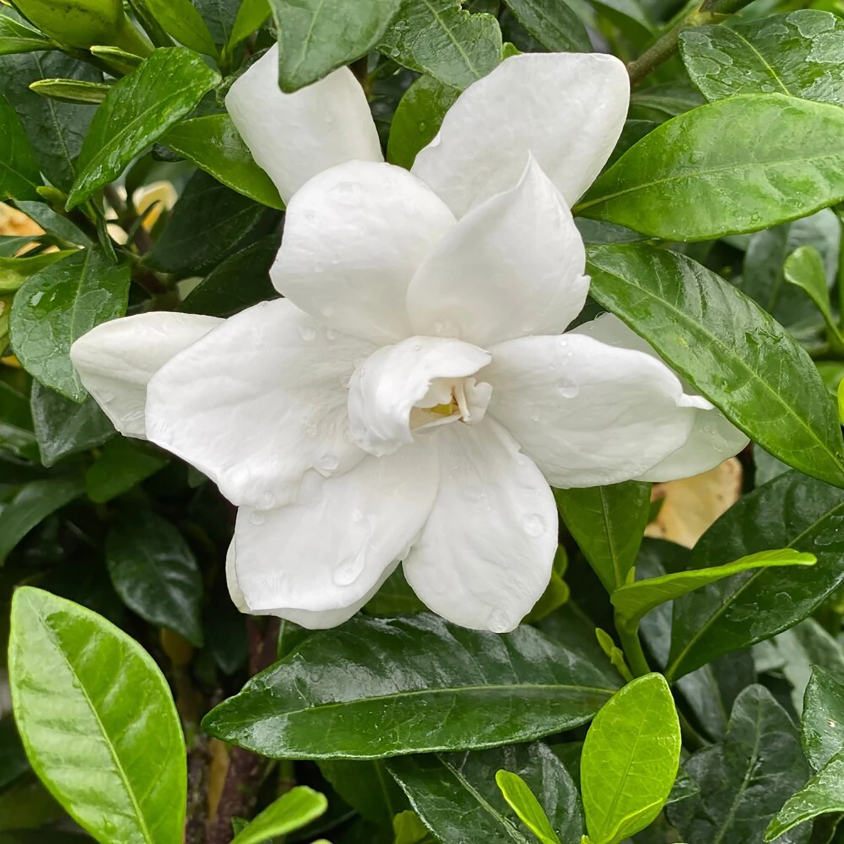 Pillow TalkĀ® Gardenia Jasminoides - Proven Winners - 4" Pot - Image 3