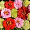 Pink Lemonade Zinnia Seed Mix